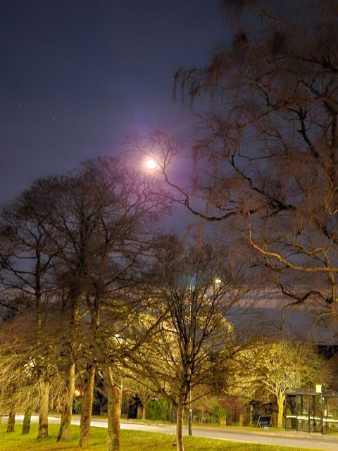 Moonlit Tree Chris Woodard 1
