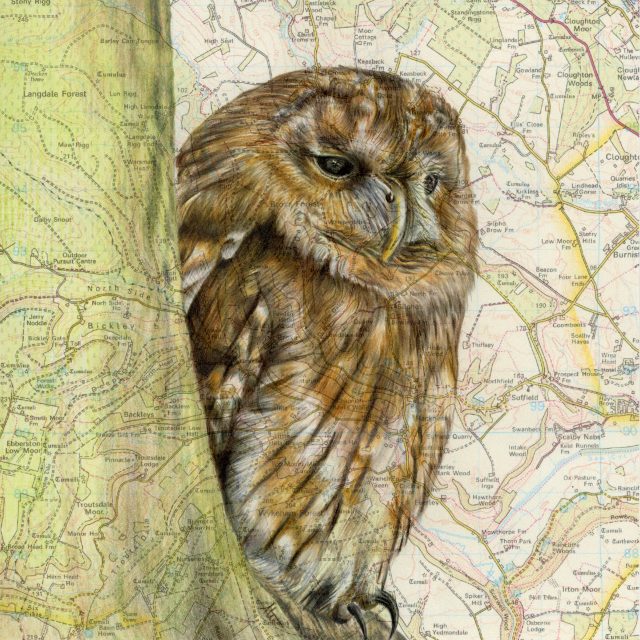 Tawny Owl Amy Horton 1