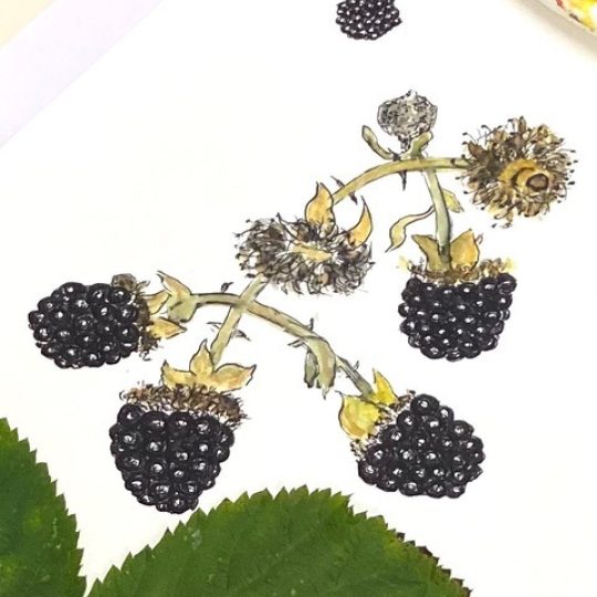 Botanical Sketching Workshop