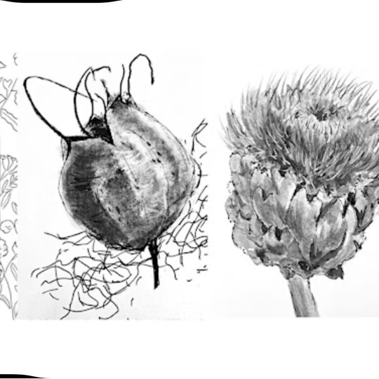 Botanical Drawing Workshop
