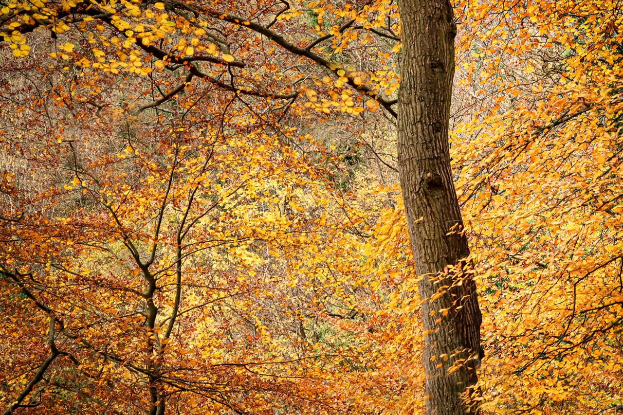 Autumnal trees 1