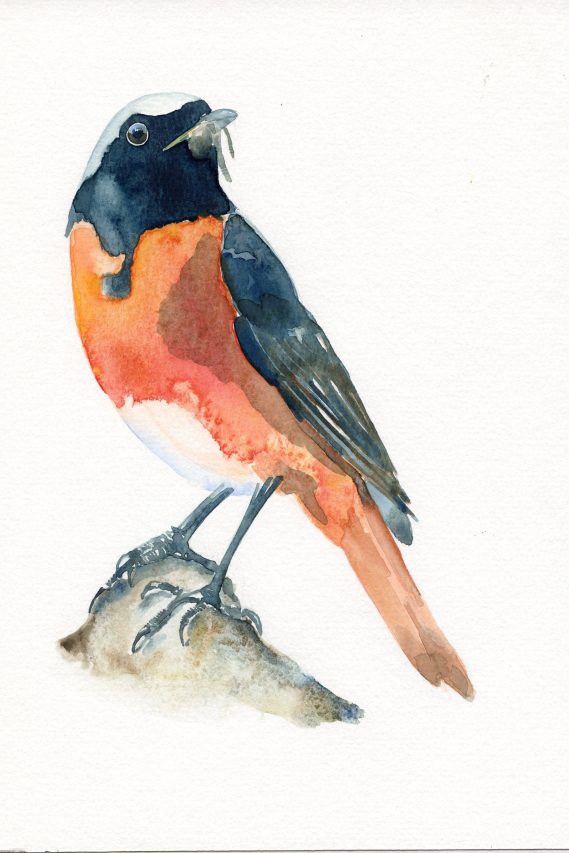 Redstart