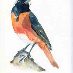 Redstart